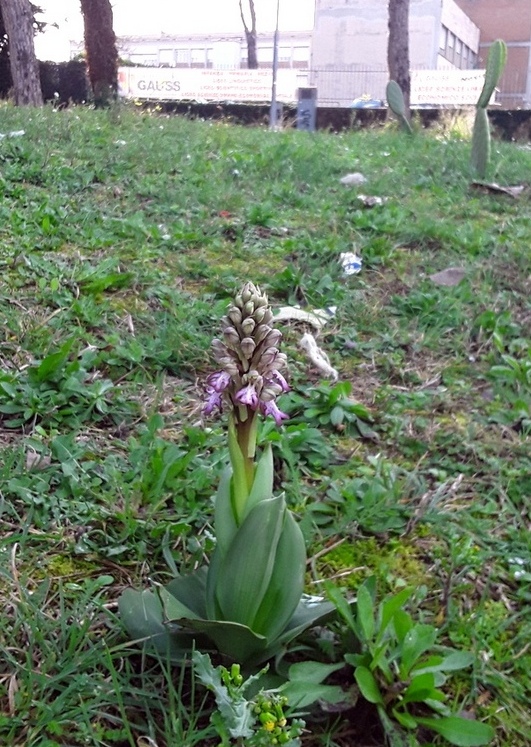 Barlia robertiana a Roma � 10 febbraio 2026.